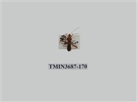 藏品(半翅目(3))的圖片